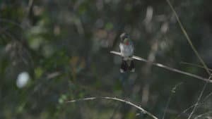 Birders — foto 2