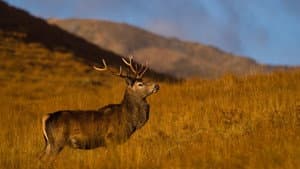 Highlands: Scotland's Wild Heart — foto 1