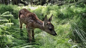 Heimat Natur — foto 2