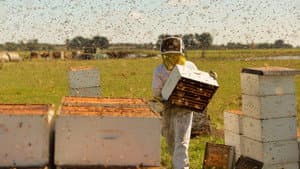 The Pollinators — foto 1