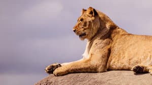 Lion Kingdom — foto 8