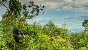 Dian Fossey: Secrets in the Mist — foto 7
