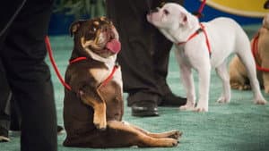 The 2018 American Rescue Dog Show — foto 1
