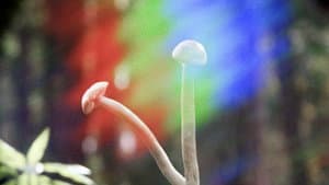 Shrooms — foto 1