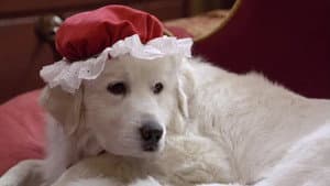 Santa Paws 2: los cachorros de Santa — foto 3