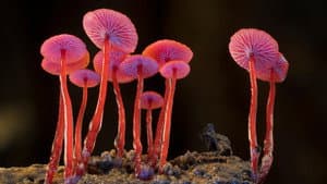 Hongos: Red de vida — foto 1
