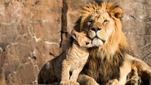 Lion Dynasty — foto 5
