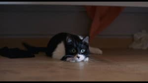 J'ai tué votre chat — foto 2