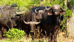 Blood Rivals: Lion vs Buffalo — foto 6