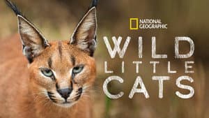 Wild Little Cats — foto 7