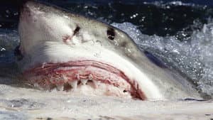 Killer Sharks: The Attacks of Black December — foto 1