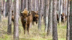 Poland's Wild East — foto 1