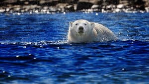 Kingdom of the Polar Bears — foto 9
