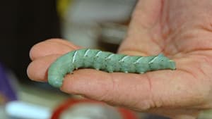 The Extraordinary Caterpillar — foto 1