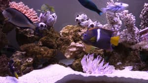 FishCenter Live — foto 1