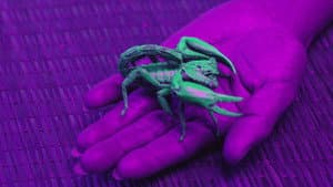 Ultraviolet — foto 1