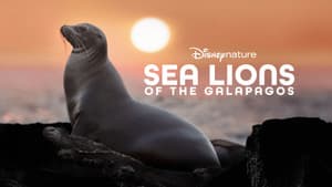 Leones Marinos de las Galápagos — foto 8