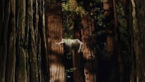 Woodshock — foto 1