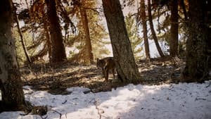 Marche avec les loups — foto 2