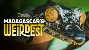 Madagascar's Weirdest — foto 9