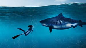 World's Biggest Tiger Shark — foto 1