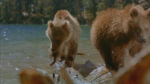 Bears — foto 1