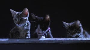 Santa Claws — foto 4