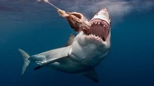 The Search for the Ocean's Super Predator — foto 7