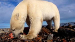 Osos Polares: Ice Bear — foto 8