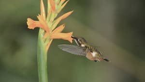 Hummingbirds: Jewelled Messengers — foto 1