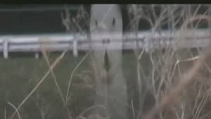 呪われた心霊動画 XXX 7 — foto 1