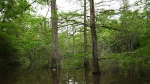 Hugh Hayden: Skeletons in the Swamp — foto 3