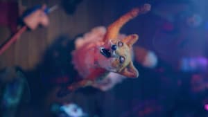 Dragfox — foto 5