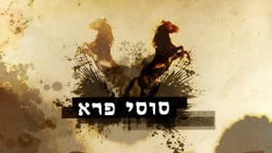 סוסי פרא — foto 3