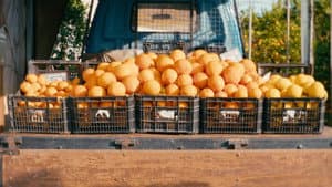 O Tempo De Comer Uma Laranja — foto 4
