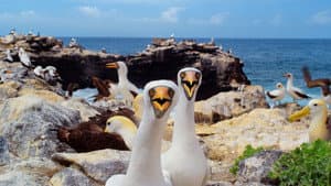 Galapagos 3D with David Attenborough — foto 1