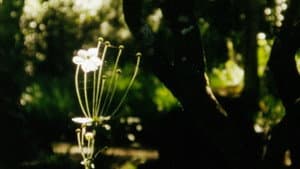 O Death — foto 1