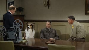 Lassie: Countdown — foto 2