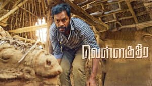 வெள்ளகுதிர — foto 1