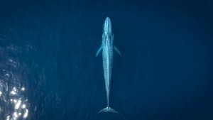 La ballena gris