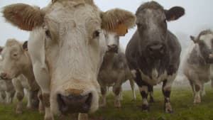 Et l'homme créa la vache — foto 1