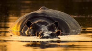 Criaturas gigantes — foto 8