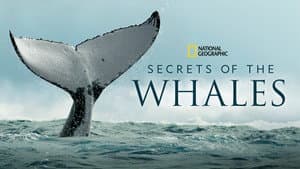 Secretos de las Ballenas — foto 8