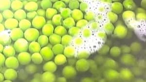 Peas — foto 1