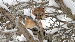 Cougar v. Wolf — foto 2