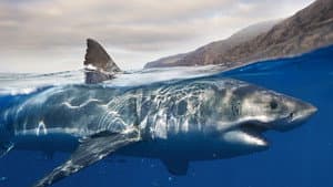 Les requins, maîtres des profondeurs — foto 1