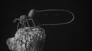 To Demonstrate How Spiders Fly — foto 1