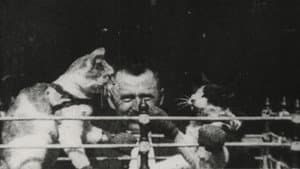 Prof. Welton's Boxing Cats — foto 1