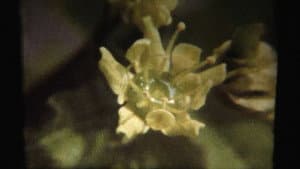 Adagio — foto 1