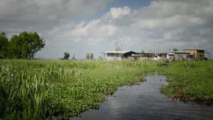 Wild Mississippi — foto 1